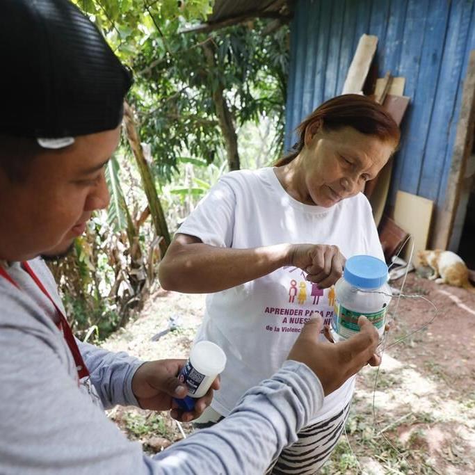 Special mosquitoes are being bred to fight dengue. How the old enemies are now becoming allies